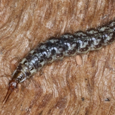 Osmylidae sp. (family) (Osmylid lacewing) at Majura, ACT - 1 Sep 2020 by jbromilow50