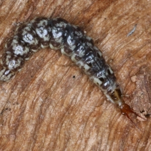 Osmylidae sp. (family) at Majura, ACT - 1 Sep 2020