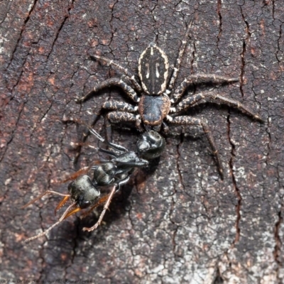 Tharpyna campestrata (Country Crab Spider) at Kama - 3 Sep 2020 by Roger