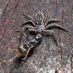 Tharpyna campestrata (Country Crab Spider) at Molonglo River Reserve - 3 Sep 2020 by Roger