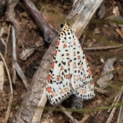 Utetheisa pulchelloides (Heliotrope Moth) at Molonglo River Reserve - 3 Sep 2020 by Roger