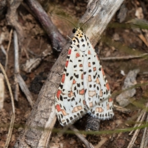 Utetheisa pulchelloides at Molonglo River Reserve - 3 Sep 2020
