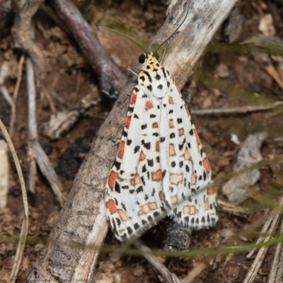 Utetheisa pulchelloides (Heliotrope Moth) at Holt, ACT - 3 Sep 2020 by Roger