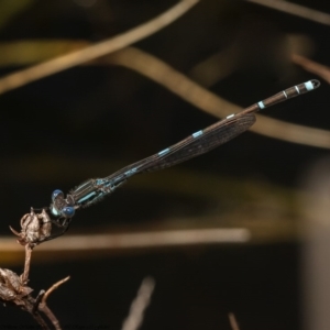 Austrolestes leda at Molonglo River Reserve - 3 Sep 2020