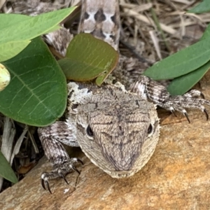 Amphibolurus muricatus at Black Range, NSW - 3 Sep 2020 02:35 PM