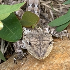 Amphibolurus muricatus (Jacky Lizard) at Black Range, NSW - 3 Sep 2020 by StephH