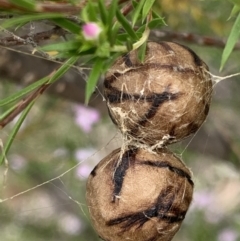 Celaenia excavata (Bird-dropping spider) at Black Range, NSW - 3 Sep 2020 by Steph H