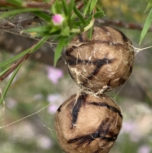 Celaenia excavata at Black Range, NSW - 3 Sep 2020