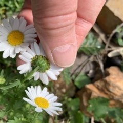 Unidentified Daisy at Black Range, NSW - 3 Sep 2020 by StephH