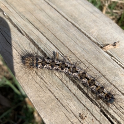 Aglaosoma variegata (A Prominent moth) at Black Range, NSW - 3 Sep 2020 by Steph H