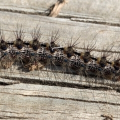 Aglaosoma variegata at Black Range, NSW - 3 Sep 2020