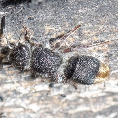 Odontomyrme sp. (genus) (A velvet ant) at Holt, ACT - 3 Sep 2020 by Roger