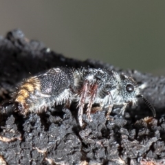 Odontomyrme sp. (genus) at Kama - 3 Sep 2020
