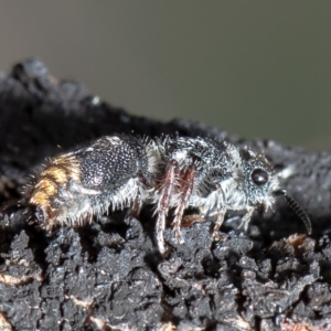 Odontomyrme sp. (genus) at Kama - 3 Sep 2020 12:38 PM