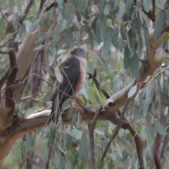 Accipiter cirrocephalus (Collared Sparrowhawk) at Albury - 2 Sep 2020 by PaulF