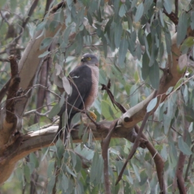 Accipiter cirrocephalus (Collared Sparrowhawk) at Red Light Hill Reserve - 2 Sep 2020 by PaulF