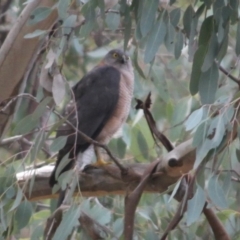 Accipiter cirrocephalus at Springdale Heights, NSW - 2 Sep 2020