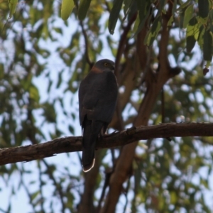 Accipiter cirrocephalus at Springdale Heights, NSW - 2 Sep 2020