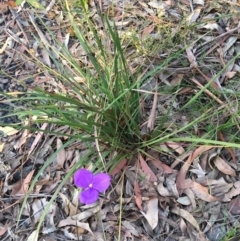 Patersonia sericea var. sericea (Silky Purple-flag) at Woodburn, NSW - 31 Aug 2020 by Evelynm
