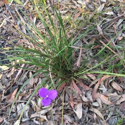 Patersonia sericea var. sericea (Silky Purple-flag) at Meroo National Park - 31 Aug 2020 by Evelynm