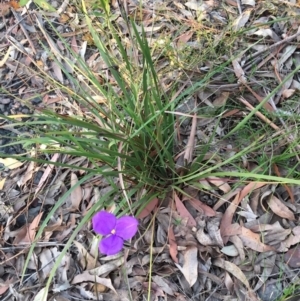 Patersonia sericea var. sericea at Woodburn, NSW - 31 Aug 2020