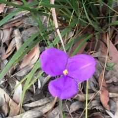 Patersonia sericea var. sericea at Woodburn, NSW - 31 Aug 2020 09:15 PM