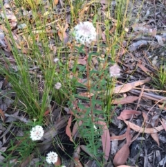 Pimelea linifolia (Slender Rice Flower) at EDM Private Property - 31 Aug 2020 by Evelynm