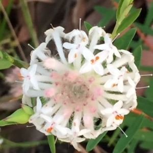 Pimelea linifolia at Woodstock, NSW - 31 Aug 2020