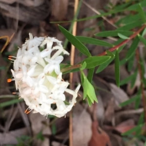 Pimelea linifolia at Woodstock, NSW - 31 Aug 2020