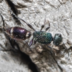 Aglaotilla sp. (genus) (Australian Velvet Ant) at Holt, ACT - 3 Sep 2020 by Roger