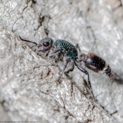 Aglaotilla sp. (genus) at Molonglo River Reserve - 3 Sep 2020