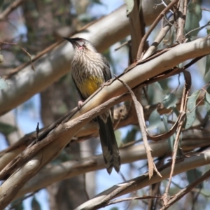 Anthochaera carunculata at Albury - 2 Sep 2020