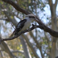 Dacelo novaeguineae (Laughing Kookaburra) at Springdale Heights, NSW - 2 Sep 2020 by PaulF