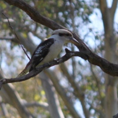 Dacelo novaeguineae (Laughing Kookaburra) at Springdale Heights, NSW - 2 Sep 2020 by PaulF
