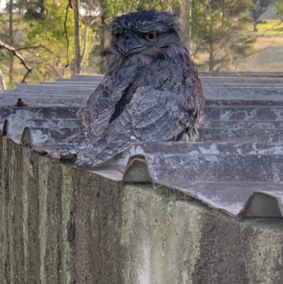 Podargus strigoides (Tawny Frogmouth) at Wolumla, NSW - 3 Sep 2020 by PatriciaDaly