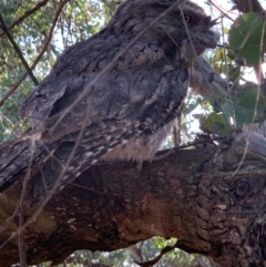 Podargus strigoides at Wolumla, NSW - 3 Sep 2020 06:25 AM