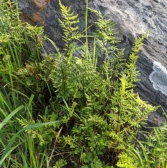 Cheilanthes sp. (Rock Fern) at Red Light Hill Reserve - 31 Aug 2020 by ChrisAllen