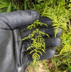 Cheilanthes sp. at Springdale Heights, NSW - 31 Aug 2020 12:36 PM