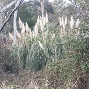 Cortaderia selloana at Bruce, ACT - 3 Sep 2020