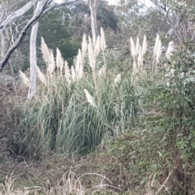 Cortaderia selloana (Pampas Grass) at Bruce Ridge to Gossan Hill - 3 Sep 2020 by trevorpreston