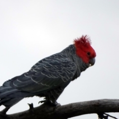 Callocephalon fimbriatum (Gang-gang Cockatoo) at O'Malley, ACT - 3 Sep 2020 by Mike