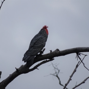 Callocephalon fimbriatum at O'Malley, ACT - 3 Sep 2020