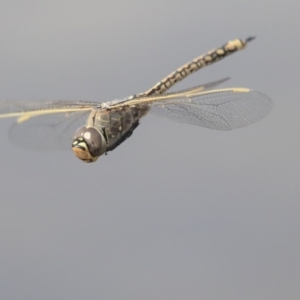 Anax papuensis at Gungahlin, ACT - 3 Sep 2020 11:29 AM