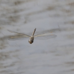 Anax papuensis at Gungahlin, ACT - 3 Sep 2020