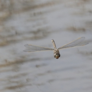 Anax papuensis at Gungahlin, ACT - 3 Sep 2020