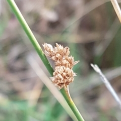 Juncus (genus) (A Rush) at Bruce, ACT - 3 Sep 2020 by trevorpreston