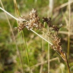 Juncus sp. at Bruce, ACT - 3 Sep 2020 04:20 PM