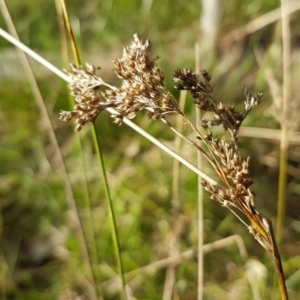 Juncus sp. at Bruce, ACT - 3 Sep 2020 04:20 PM