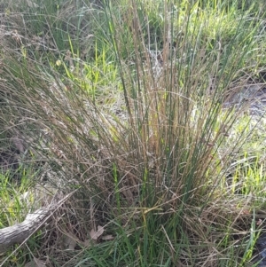 Juncus sp. at Bruce, ACT - 3 Sep 2020 04:20 PM