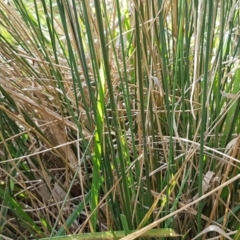 Juncus sp. at Bruce, ACT - 3 Sep 2020